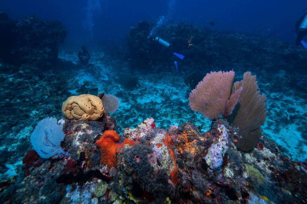 Bucear en Bucear en México: cenotes, Caribe y Pacífico