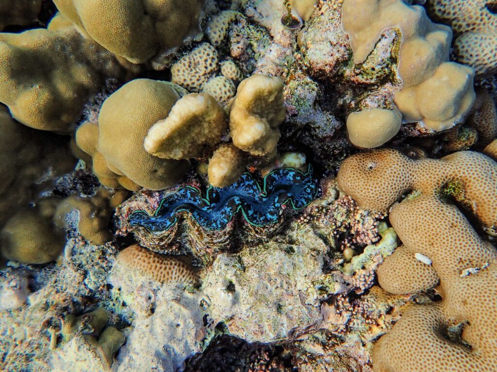 Bucear en Bucear en Bora Bora: laguna, mantas y arrecifes fáciles