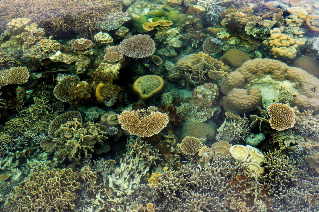 Bucear en Bucear en la Gran Barrera de Coral: zonas, temporada y consejos