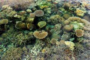 Bucear en la Gran Barrera de Coral: zonas, temporada y consejos