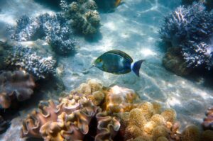 Bucear en Fiji: coral blando, tiburones y arrecifes del Pacífico