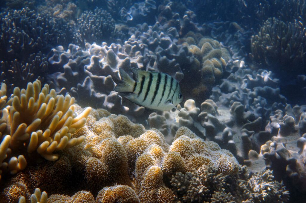 Bucear en Bucear en el Mar Coral: arrecifes remotos y vida a bordo