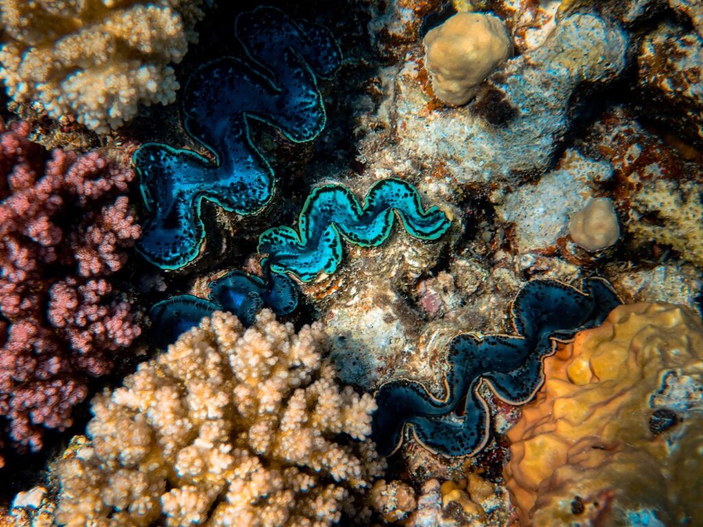Bucear en Arrecife de Ningaloo