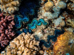 Arrecife de Ningaloo