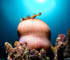 Buceo en Palaos