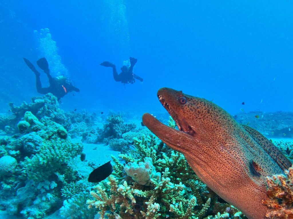 Bucear en Bucear en Tonga: ballenas jorobadas, arrecifes y viaje responsable