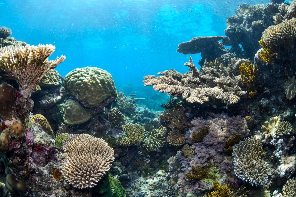 Yap