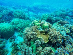 Buceo en agua dulce: lagos, pantanos y cenotes