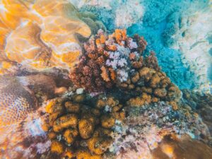Buceo en aguas polares y frías: qué encontrarás y cómo prepararte