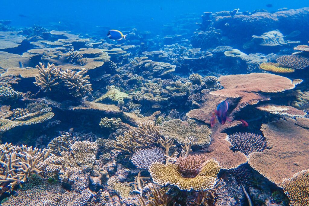 Buceo en mares subtropicales: Canarias, Madeira y el Atlántico oriental