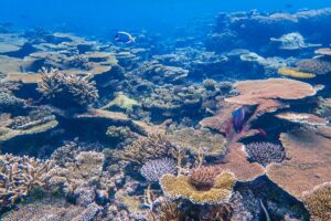 Buceo en mares subtropicales: Canarias, Madeira y el Atlántico oriental