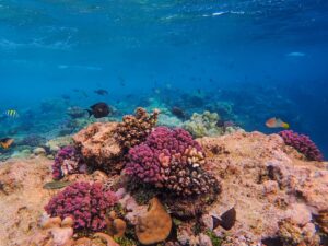 Buceo en mares templados: el Mediterráneo y el Atlántico norte