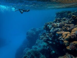 El ascenso en buceo: técnica, velocidad y errores más comunes
