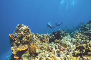 El descenso en submarinismo: técnica y seguridad paso a paso