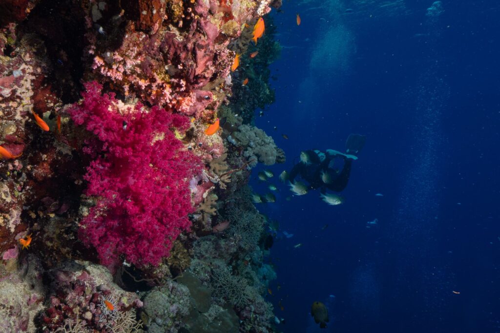 Exploración y navegación submarina: cómo orientarse bajo el agua