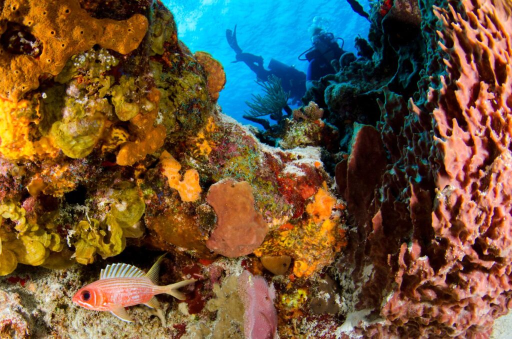 Flotabilidad neutra en el buceo: cómo conseguirla y por qué importa
