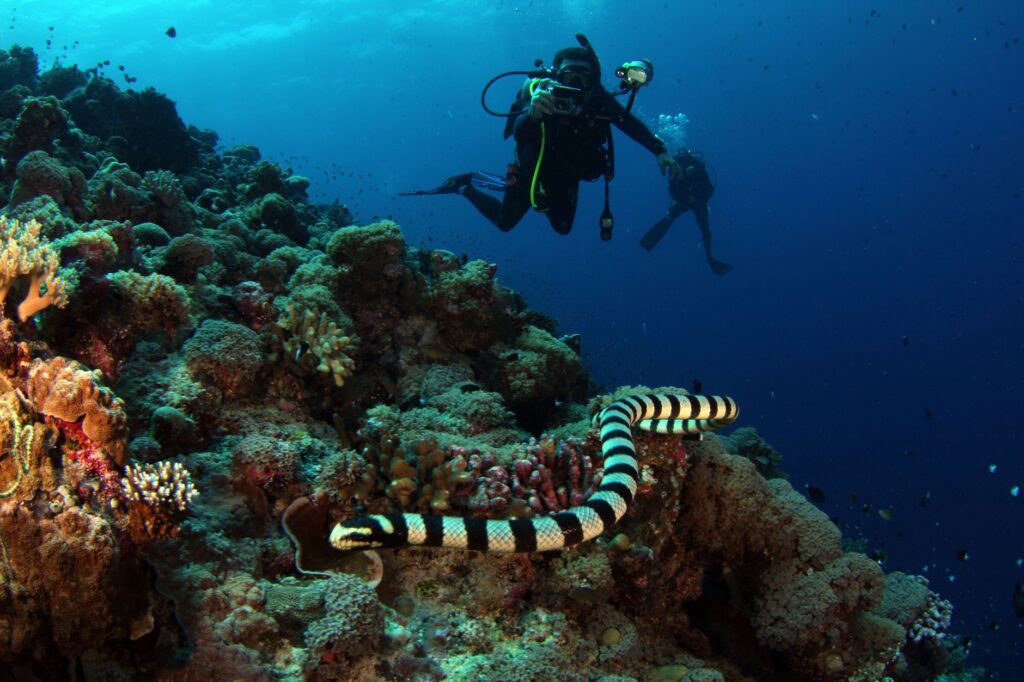 Forma física para el buceo: qué condición necesitas y cómo mantenerla