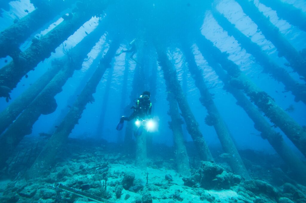 Buceo naturalista: identificación de fauna y respeto del entorno