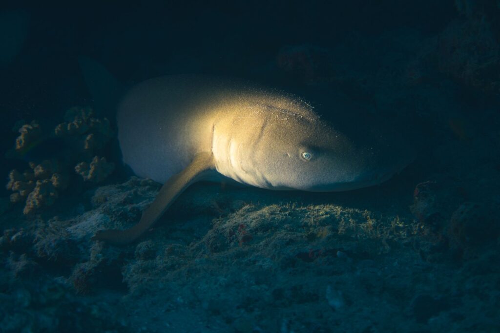 Buceo nocturno