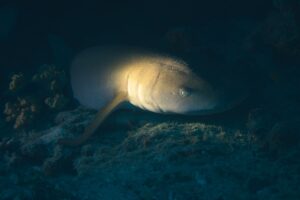 Buceo nocturno
